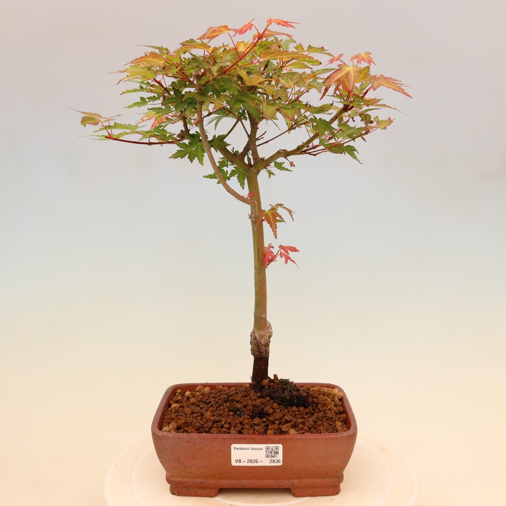 Javor poľný - Acer palmatum Beni Tsukasa