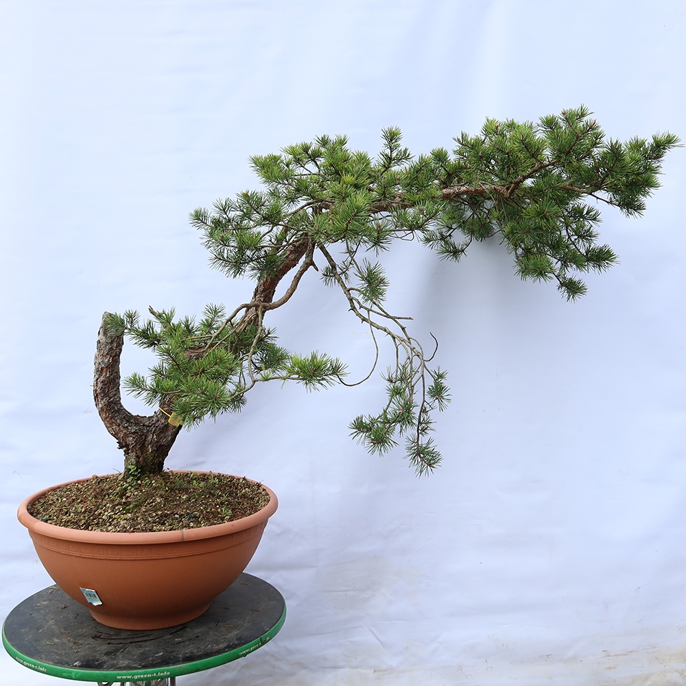Pinus sylvestris Španielsko – borovica lesná