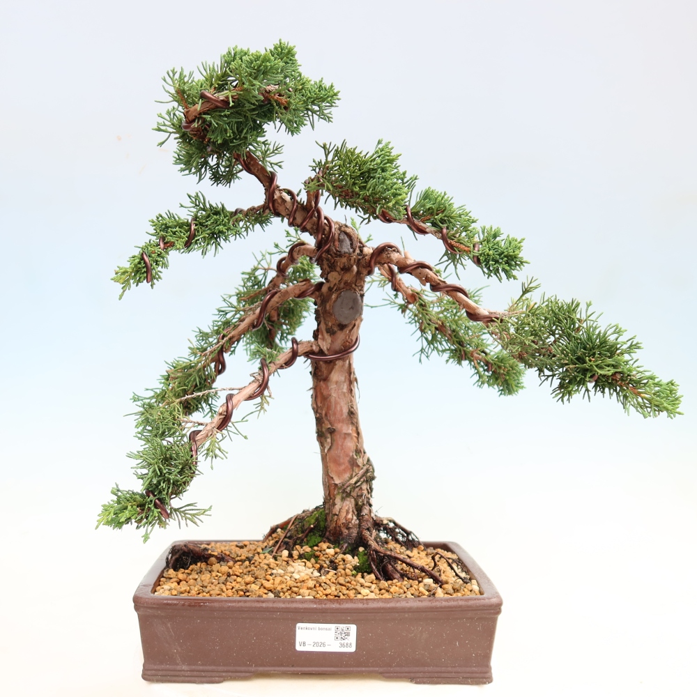 Vonkajší bonsaj - Juniperus chinensis Kishu