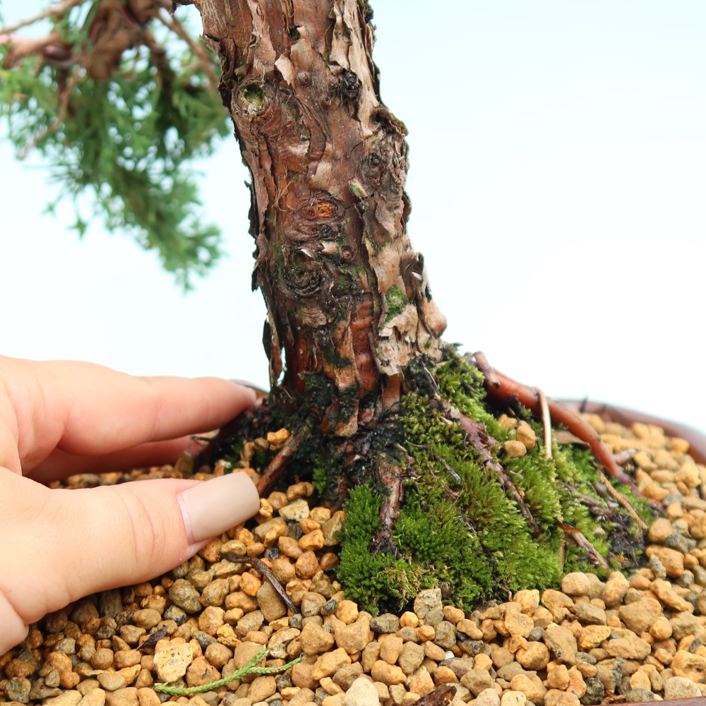 Vonkajší bonsaj - Juniperus chinensis Kishu