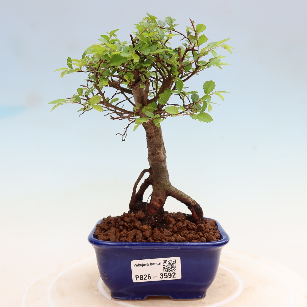 Izbový bonsaj - Ulmus parvifolia - brest malolistý