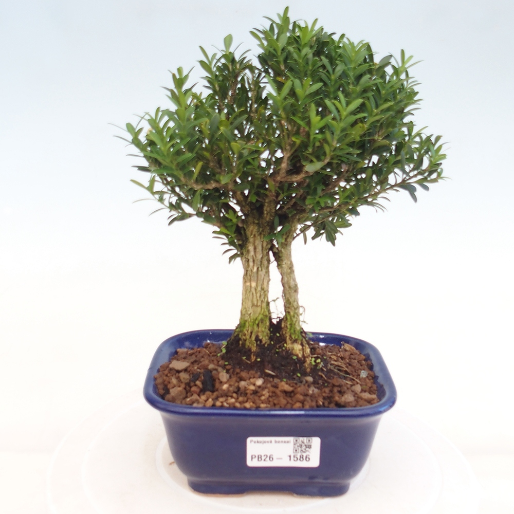 Izbové bonsaje - Buxus harlandii - korkový buxus