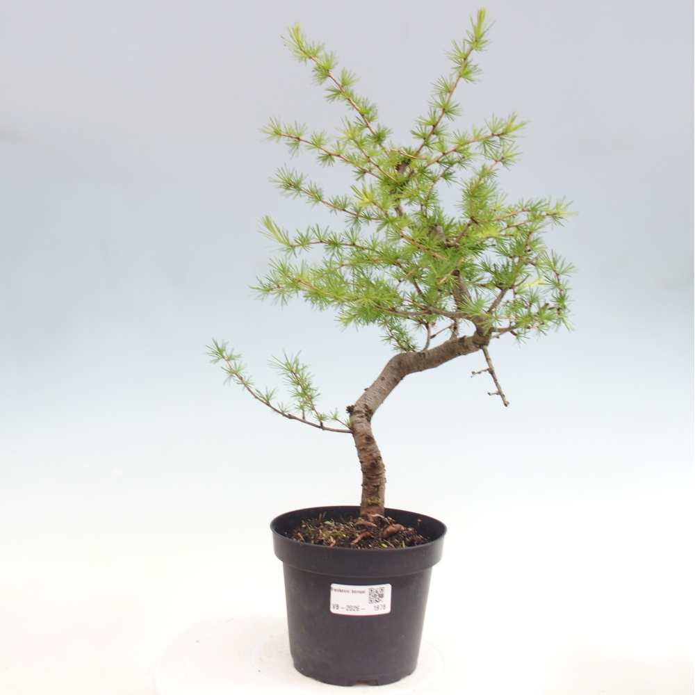 Vonkajšie bonsaje -Larix decidua - Smrekovec