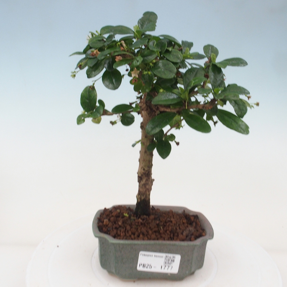 Izbová bonsai - Carmona macrophylla - Čaj fuki