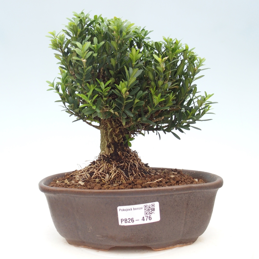 Izbové bonsaje - Buxus harlandii - korkový buxus