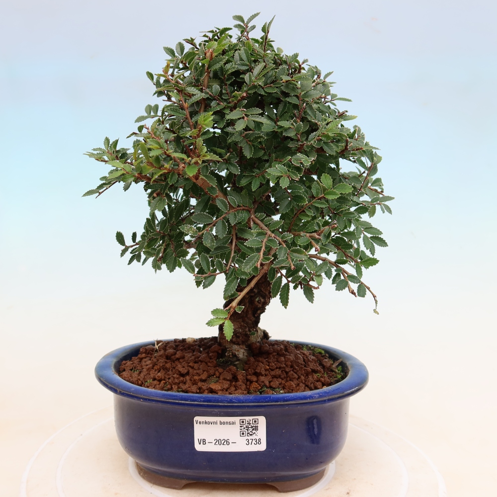 Vonkajšie bonsaje - Zelkova - Zelkova NIRE