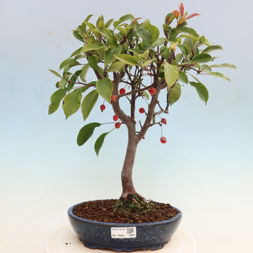Vonkajšia bonsaj -Malus domestica - Maloplodá jabloň s červenými listami