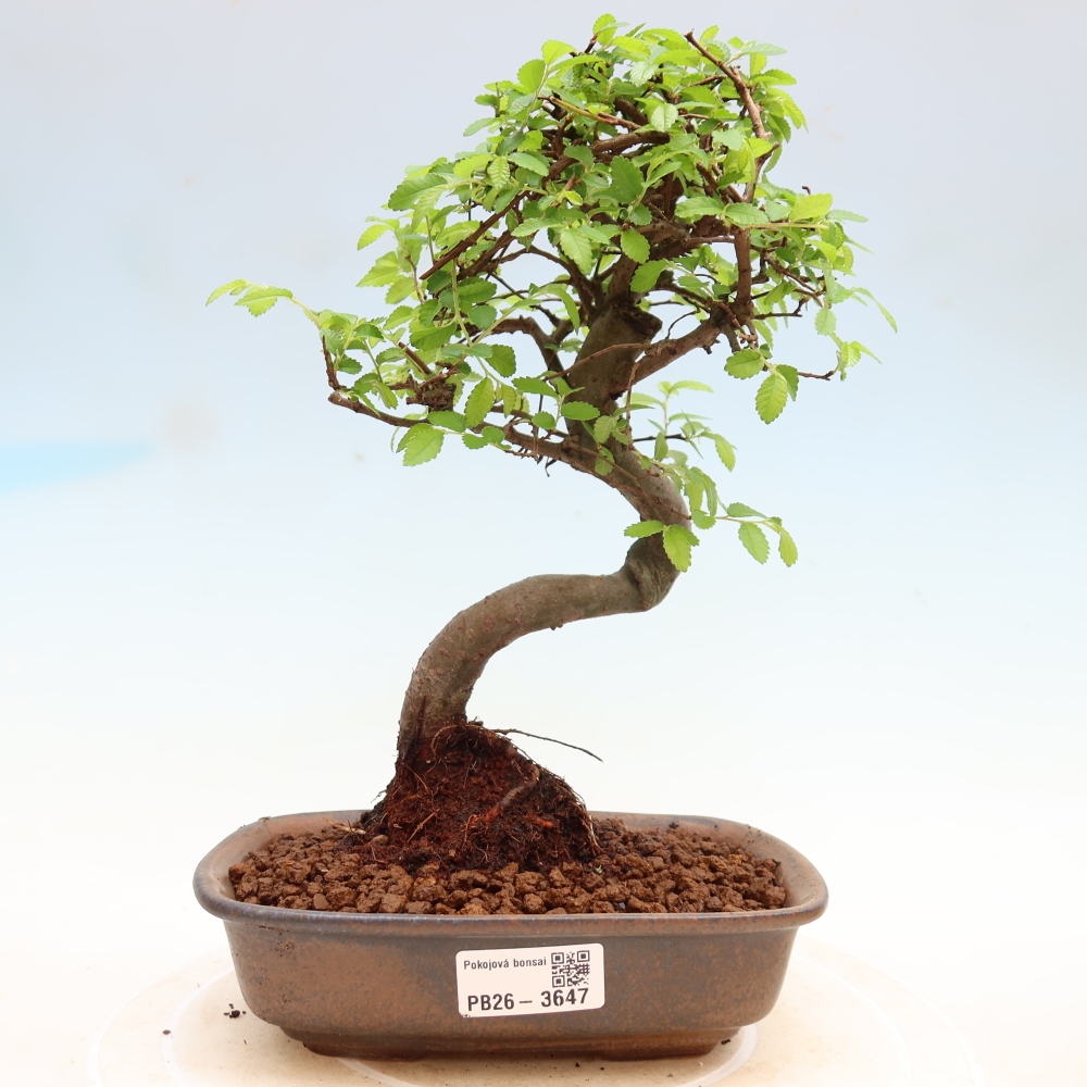 Izbový bonsaj - Ulmus parvifolia - brest malolistý