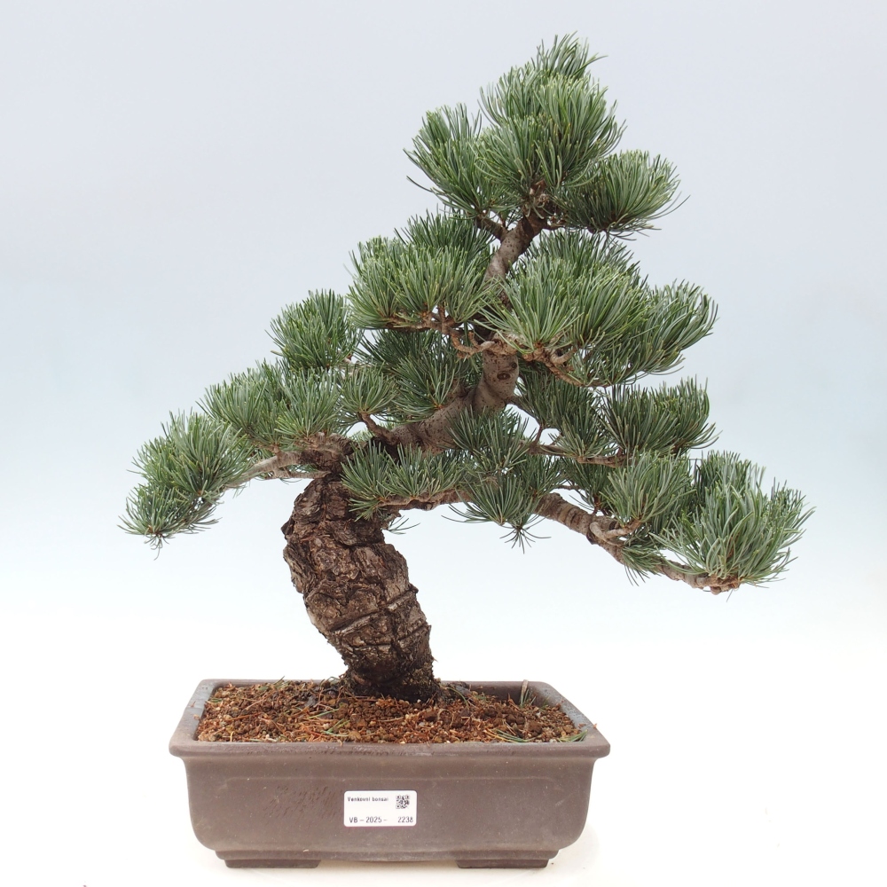 Vonkajšie bonsai - Pinus parviflora - Borovica drobnokvetá