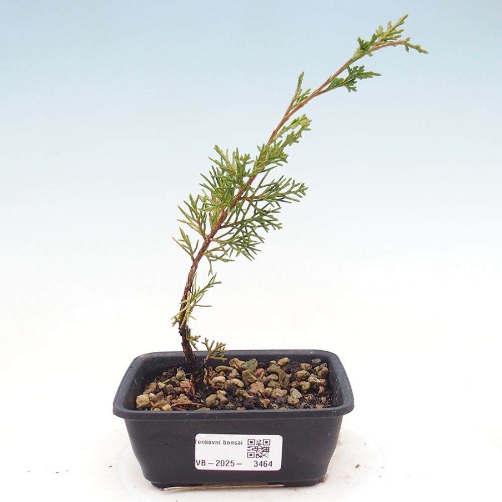 Vonkajší bonsaj - Juniperus chinensis Itoigawa
