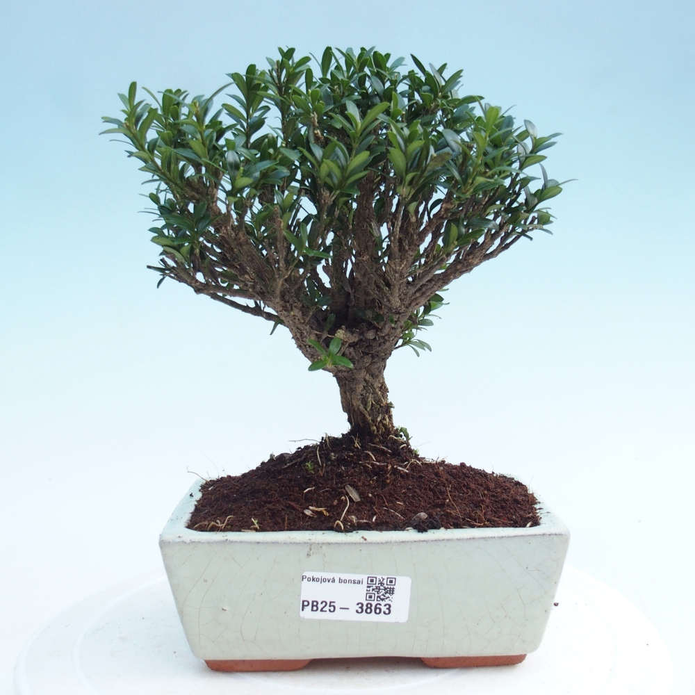 Izbové bonsaje - Buxus harlandii - korkový buxus