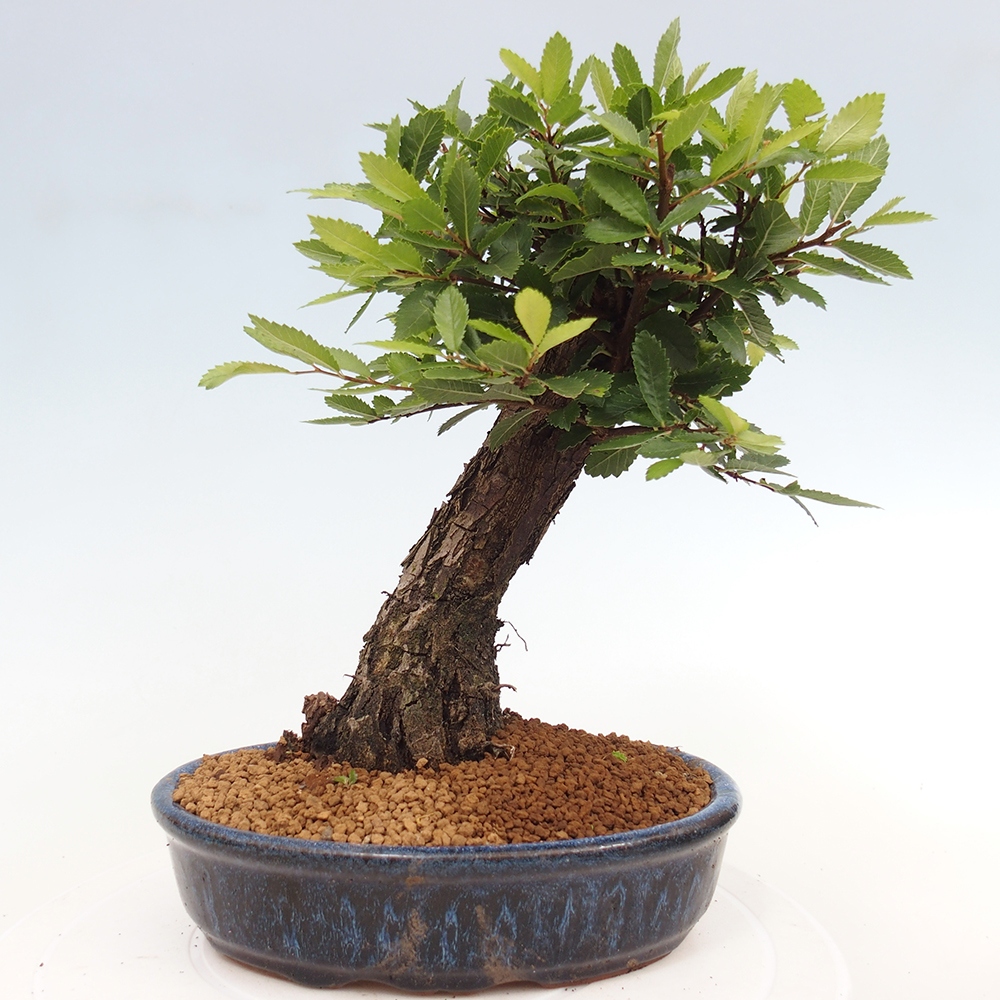 Vonkajšie bonsai - Zelkova - Zelkova Nirom