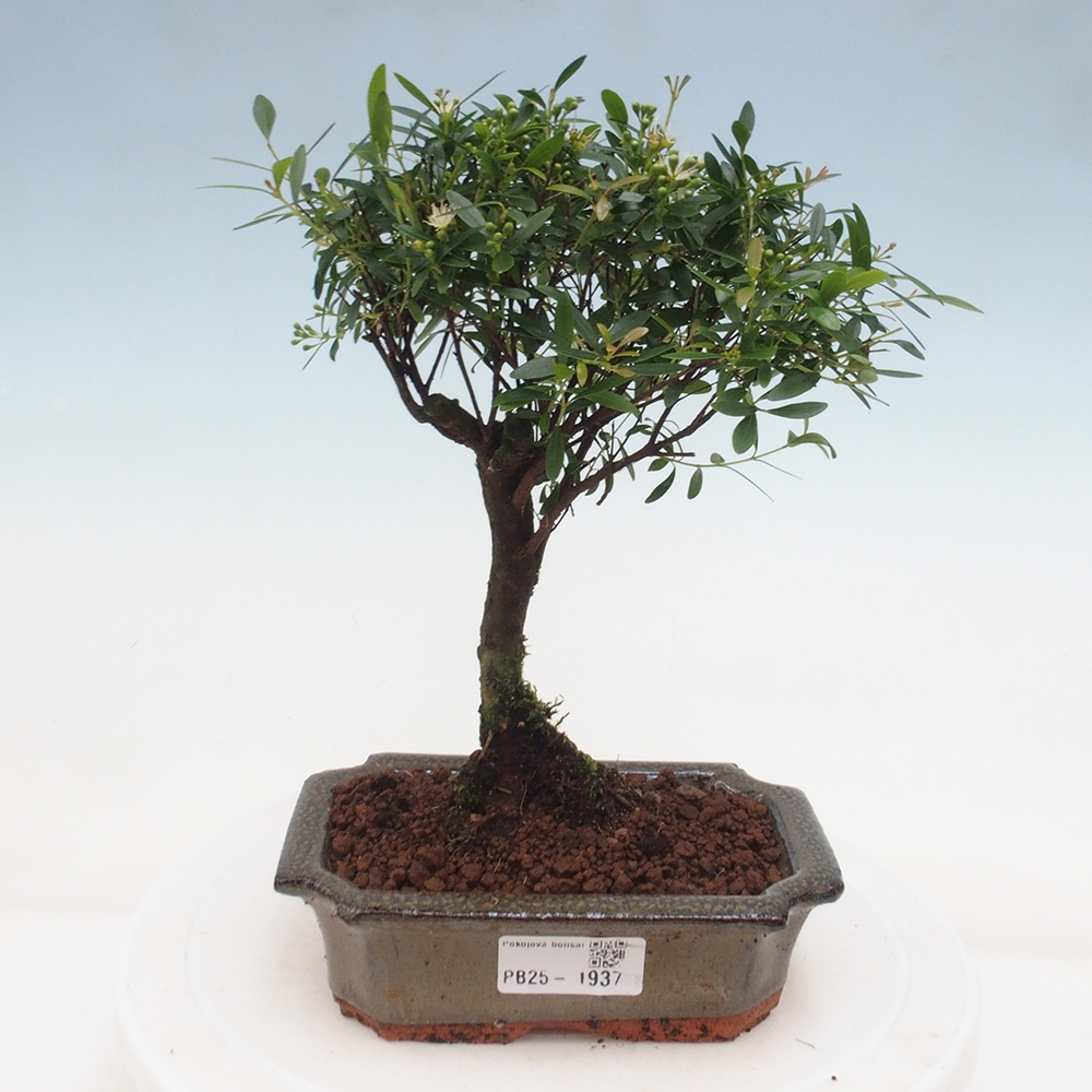 Izbová bonsai - Syzygium - pimentovníka