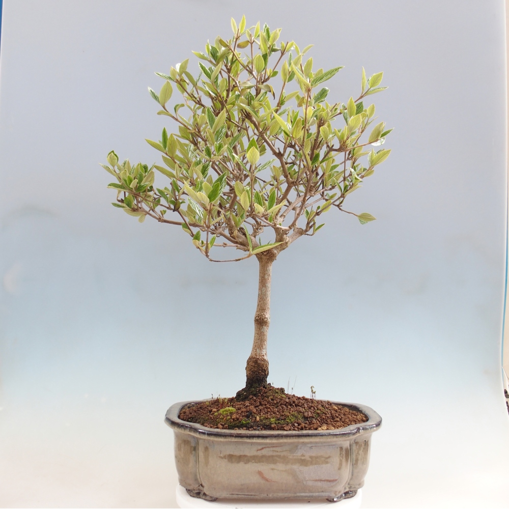 Vonkajší bonsaj-Kalina Bodnanská - Viburum carlesii hemsi - len osobný odber alebo preprava na paletách
