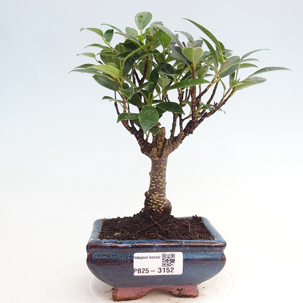 Izbová bonsai - Malolistý fikus - Ficus kimmen