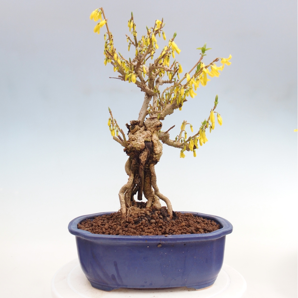 Vonkajšie bonsaje - Zlatice - Forsythia koreana