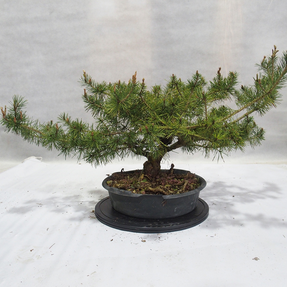 Yamadori - Pinus sylvestris 