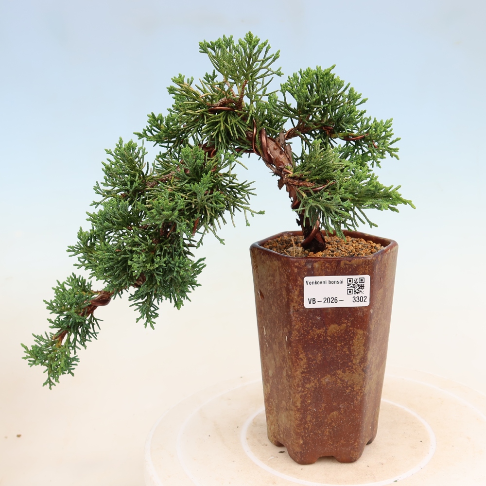 Vonkajší bonsaj - Juniperus chinensis Kishu