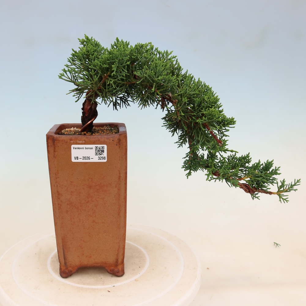 Vonkajší bonsaj - Juniperus chinensis Kishu