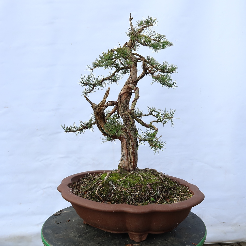 Pinus sylvestris Španielsko – borovica lesná