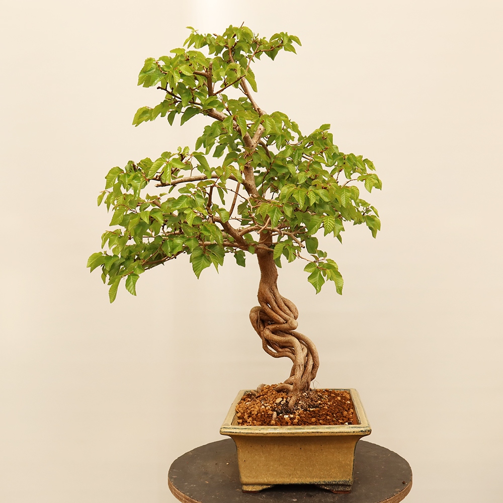 Vonkajší bonsai -Carpinus Coreana - Hrab kórejský