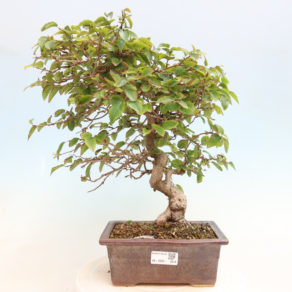 Vonkajšie bonsaje -Carpinus CARPINOIDES - Hrab kórejský