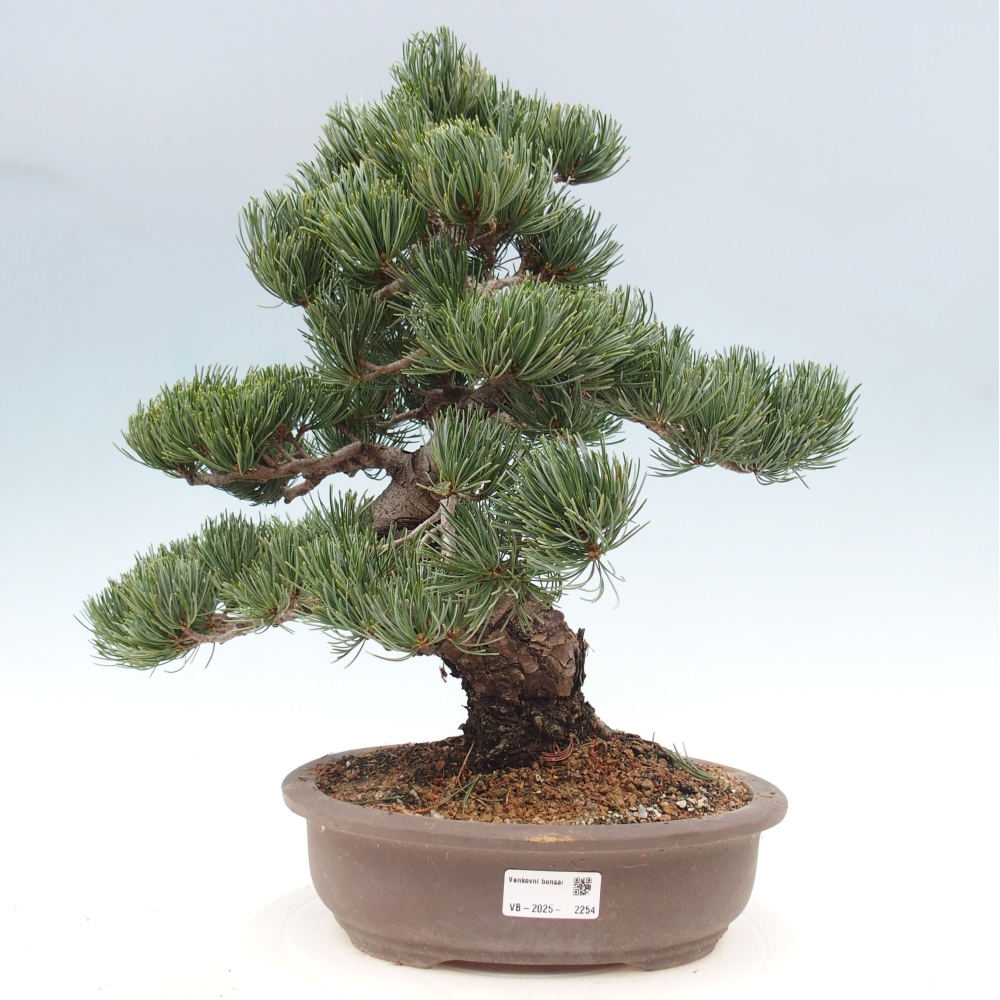 Vonkajšie bonsai - Pinus parviflora - Borovica drobnokvetá
