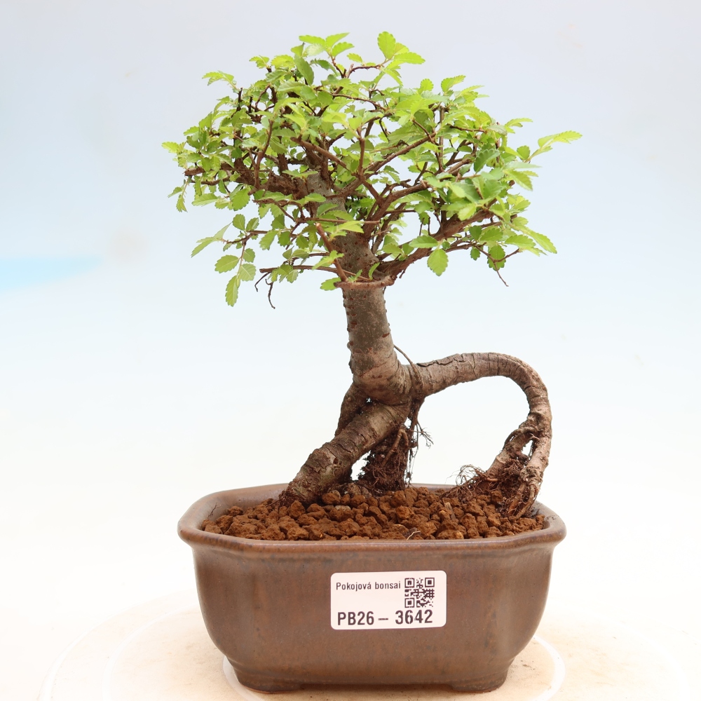 Izbový bonsaj - Ulmus parvifolia - brest malolistý