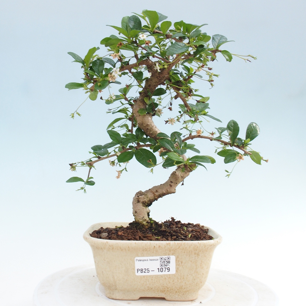 Izbová bonsai - Carmona macrophylla - Čaj fuki