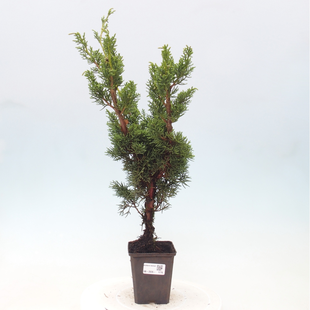Vonkajší bonsaj - Juniperus chinensis Kishu