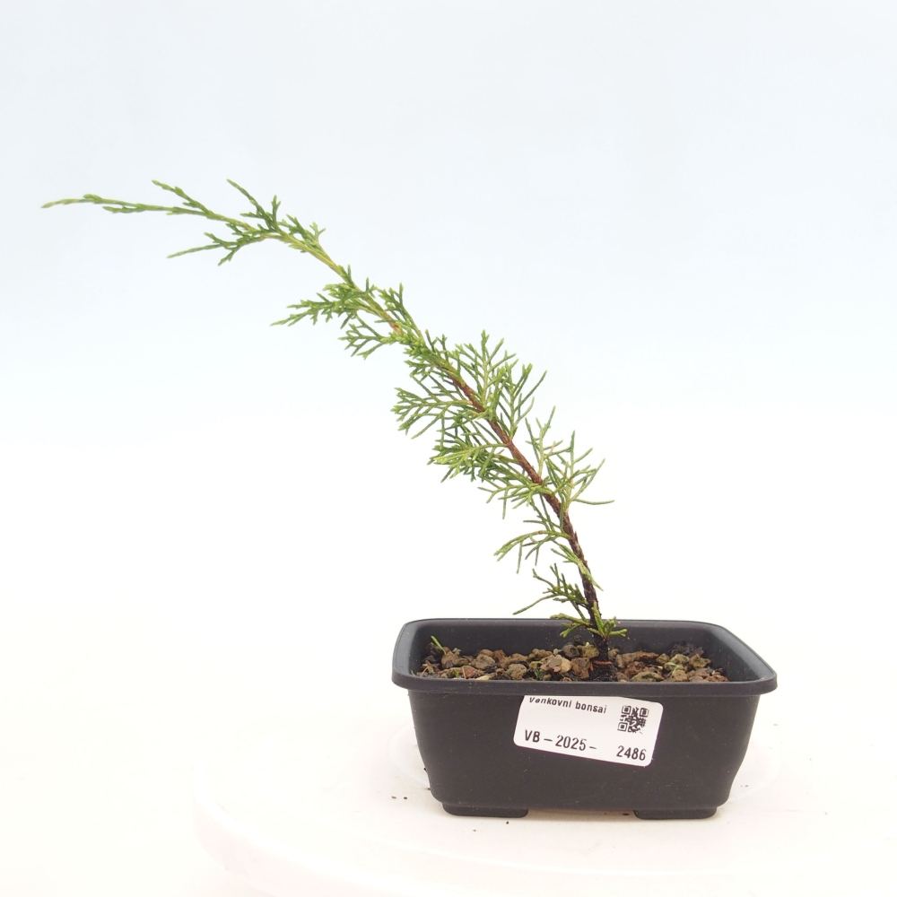 Vonkajší bonsai - Juniperus chinensis Itoigawa -Jalovec čínsky