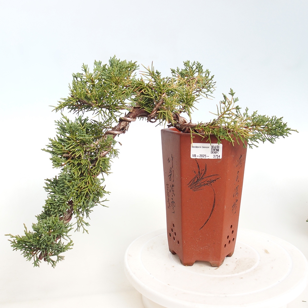 Vonkajší bonsaj - Juniperus chinensis Kishu