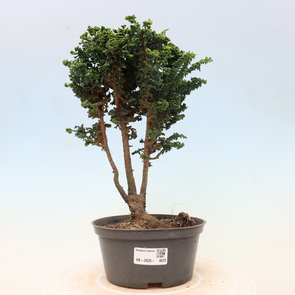 Vonkajší bonsaj - Cham. obtusa SEKKA HINOKI - Cypruštek
