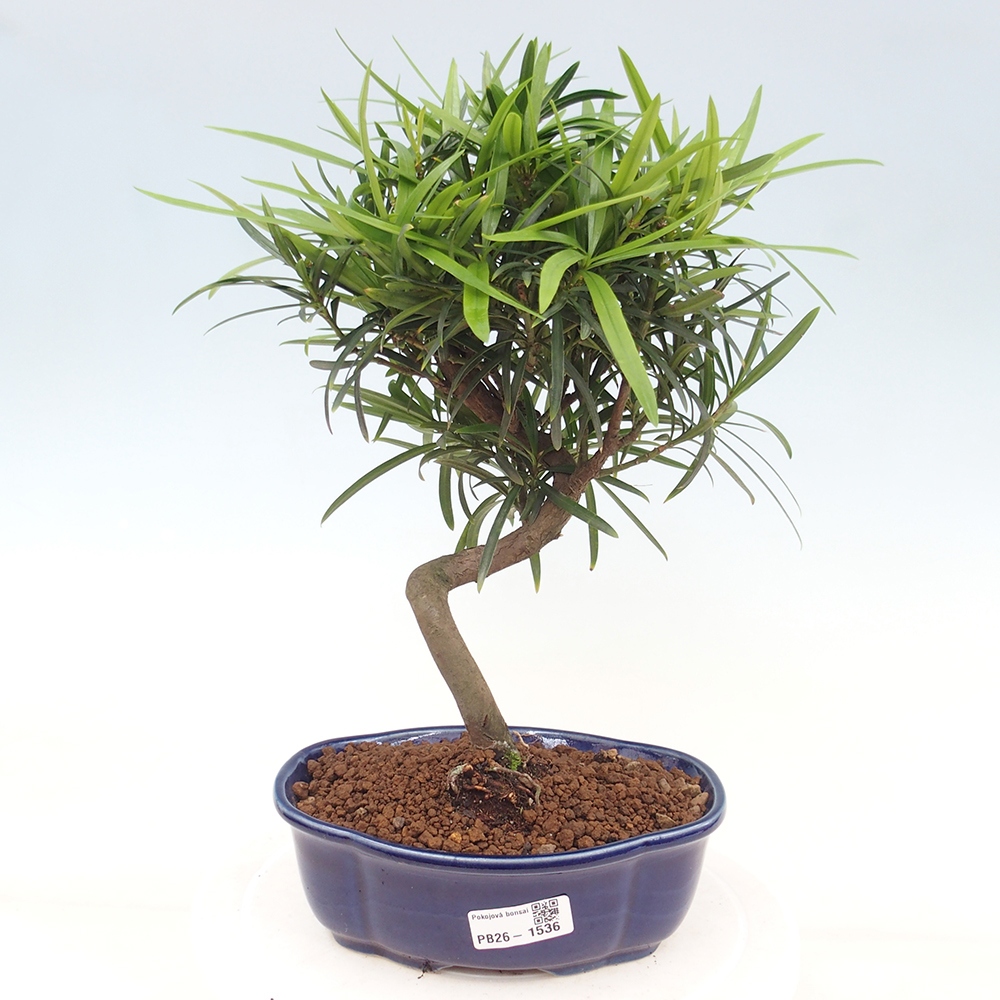 Izbové bonsaje - Podocarpus - Kamenný tis