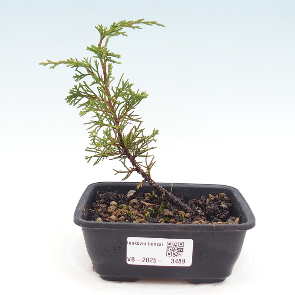 Vonkajší bonsaj - Juniperus chinensis Itoigawa