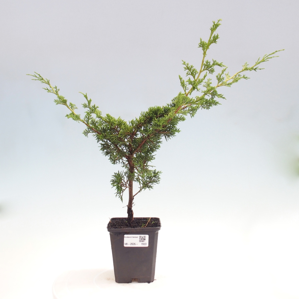 Vonkajší bonsaj - Juniperus chinensis Itoigawa