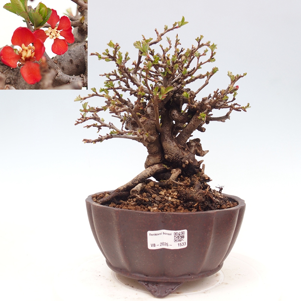 Vonkajšie bonsaje - Chaneomeles speciosa - Kdoule