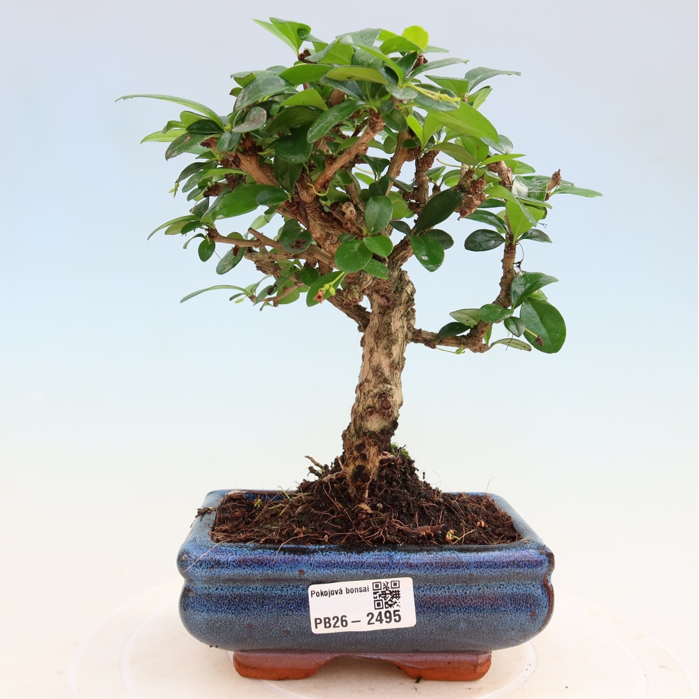 Izbové bonsaje - Carmona macrophylla - Tea fuki