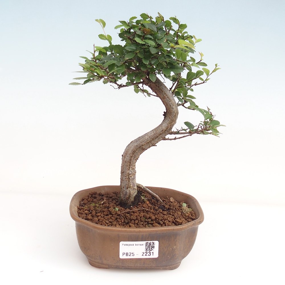 Izbová bonsai-malolistá brest 