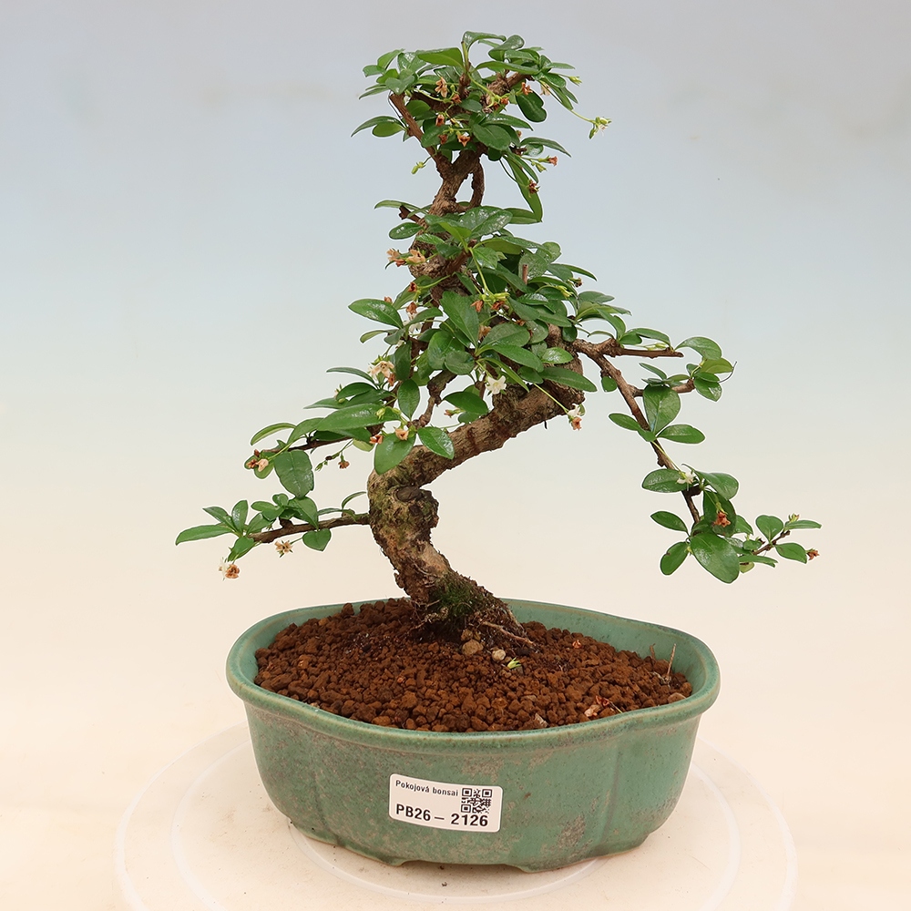 Izbové bonsaje - Carmona macrophylla - Tea fuki