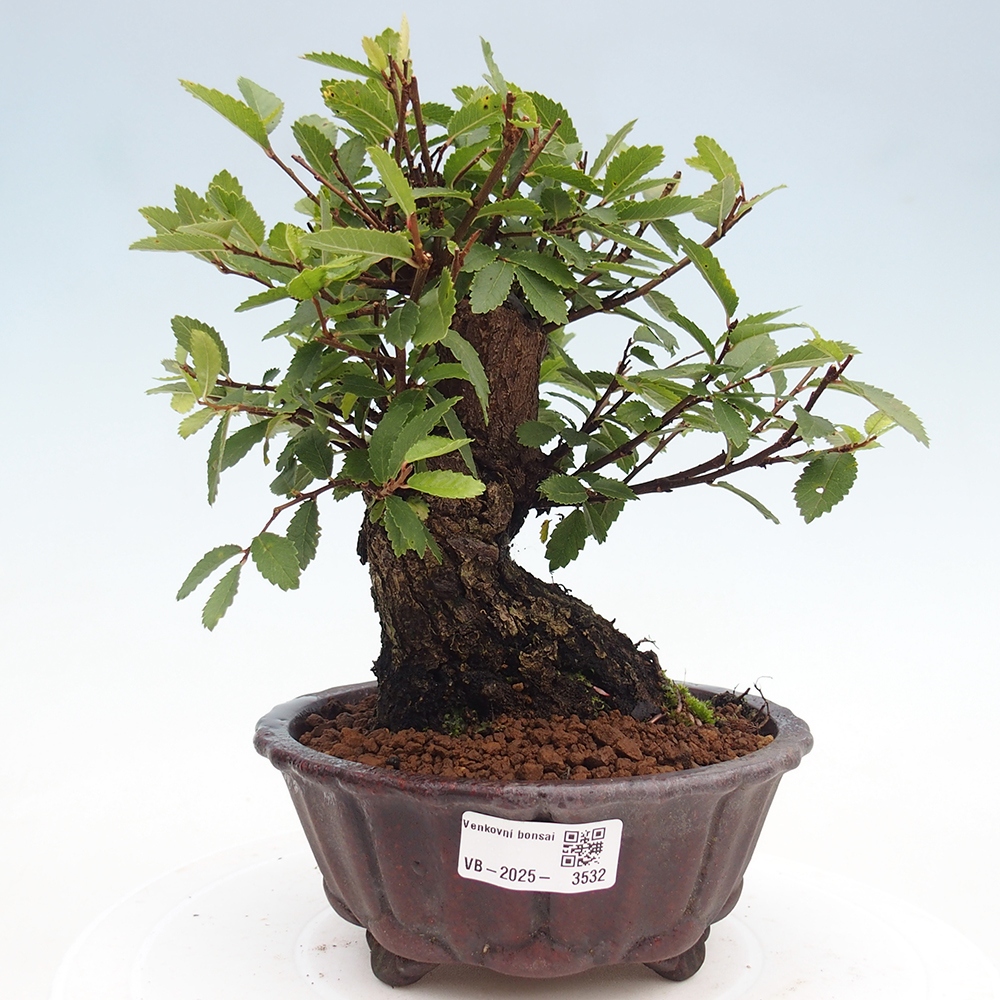 Vonkajšie bonsai - Zelkova - Zelkova serrata