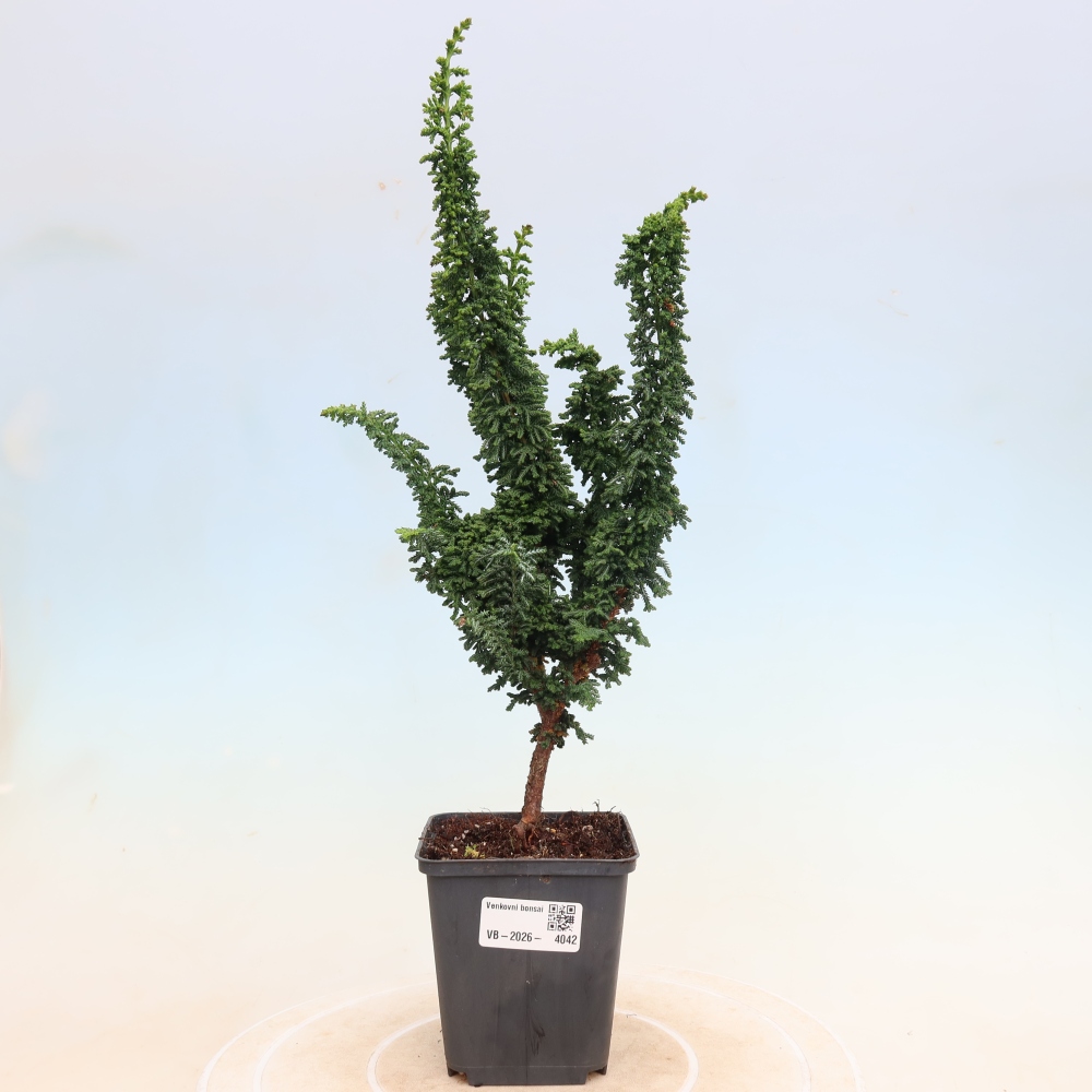 Vonkajší bonsaj - Cham. obtusa SEKKA HINOKI - Cypruštek
