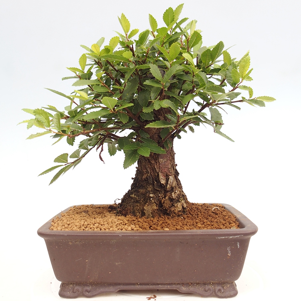Vonkajšie bonsai - Zelkova - Zelkova Nirom