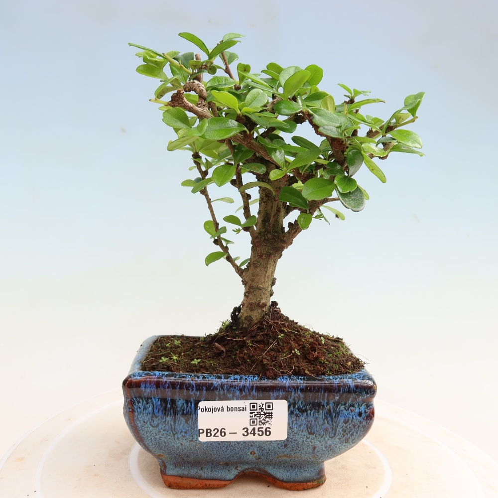 Izbové bonsaje - Carmona macrophylla - Tea fuki