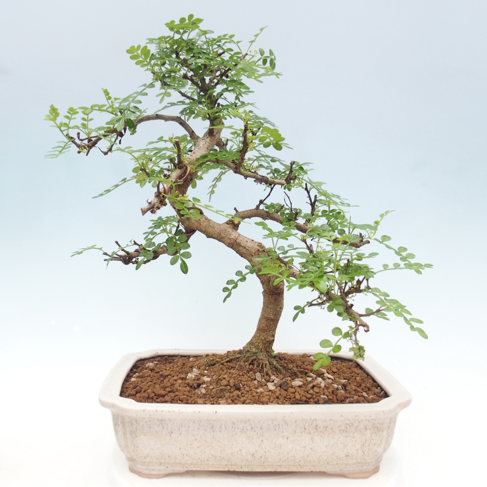 Izbová bonsai - Zantoxylum piperitum - korenistý