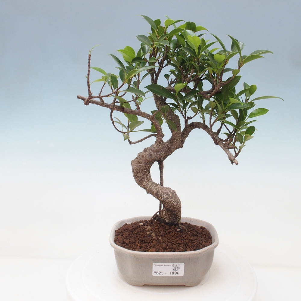 Izbová bonsai - Ficus retusa - malolistá fikus