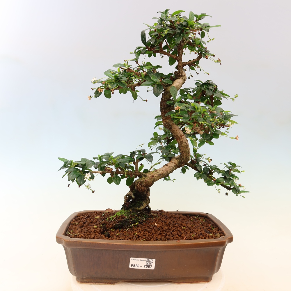 Izbové bonsaje - Carmona macrophylla - Tea fuki