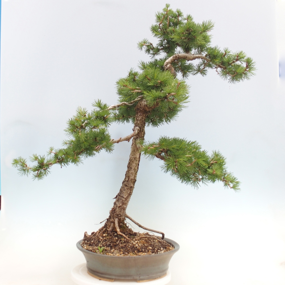 Vonkajšie bonsaje -Larix decidua - Smrekovec