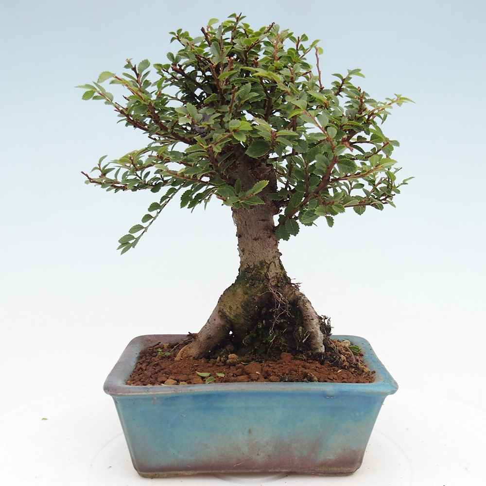 Vonkajší bonsai - Ulmus parvifolia Hokkaido - brest Čínsky
