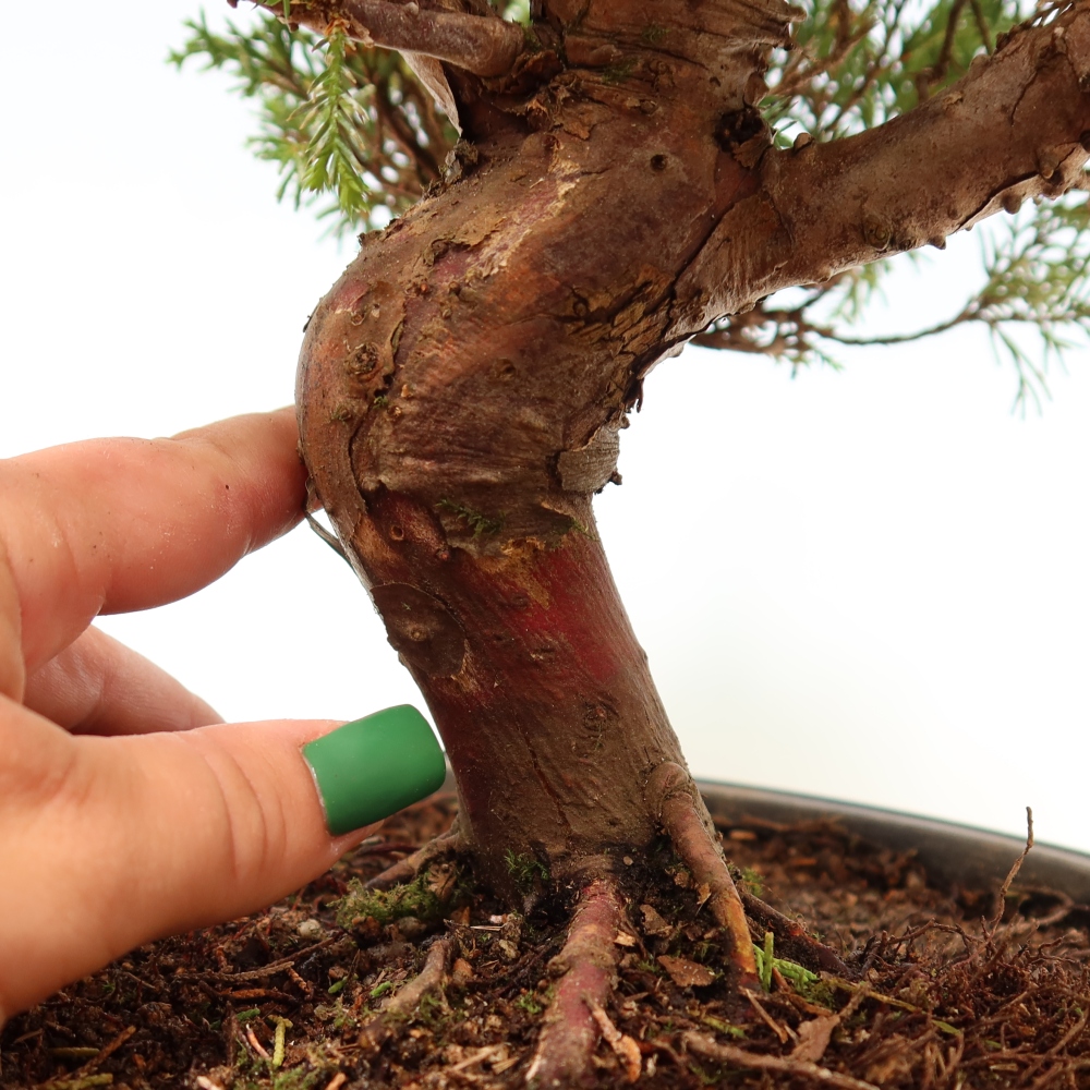Vonkajší bonsai – Juniperus chinensis Itoigawa – čínsky jalovec